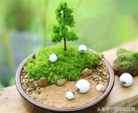 苔蘚盆景|輕鬆搞定「苔蘚」盆栽，好看又好養！